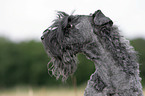 Kerry Blue Terrier