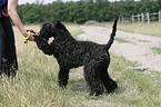 Kerry Blue Terrier