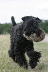 Kerry Blue Terrier