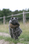 Kerry Blue Terrier