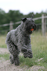 Kerry Blue Terrier