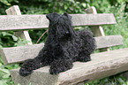 Kerry Blue Terrier