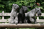 Kerry Blue Terrier