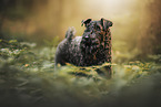 Kerry Blue Terrier