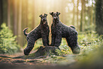 Kerry Blue Terrier