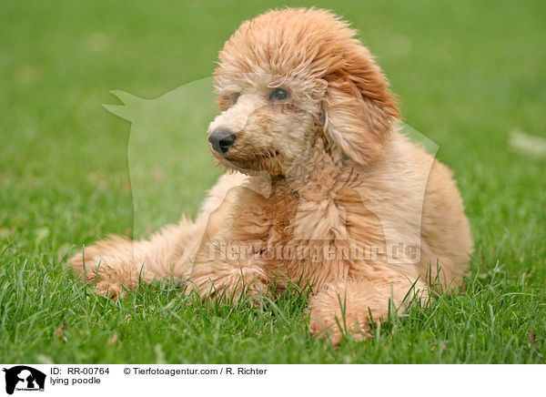 liegender Knigspudel / lying poodle / RR-00764