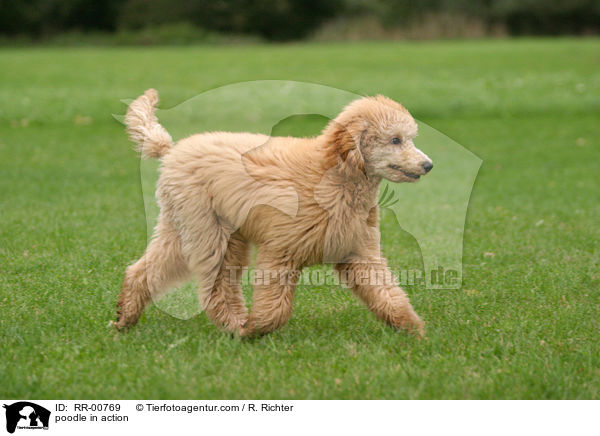 Knigspudel in Bewegung / poodle in action / RR-00769