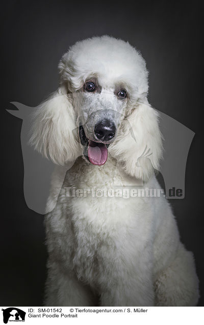 Knigspudel Portrait / Giant Poodle Portrait / SM-01542