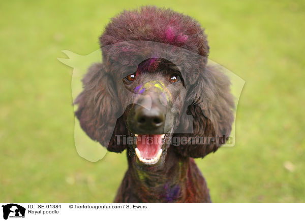 Knigspudel Portrait / Royal poodle / SE-01384