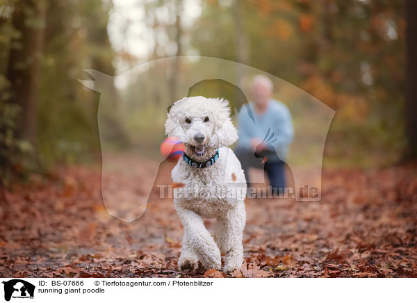 running giant poodle / BS-07666