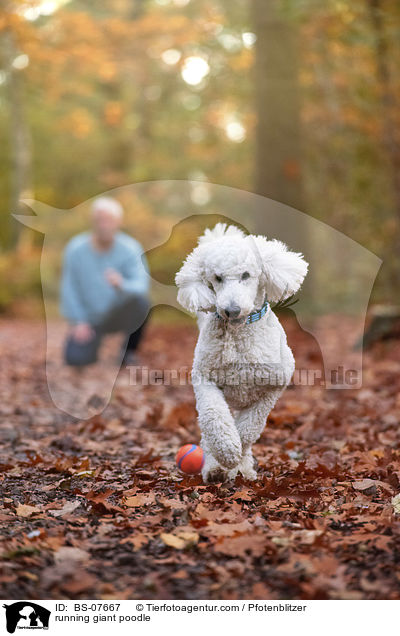 running giant poodle / BS-07667