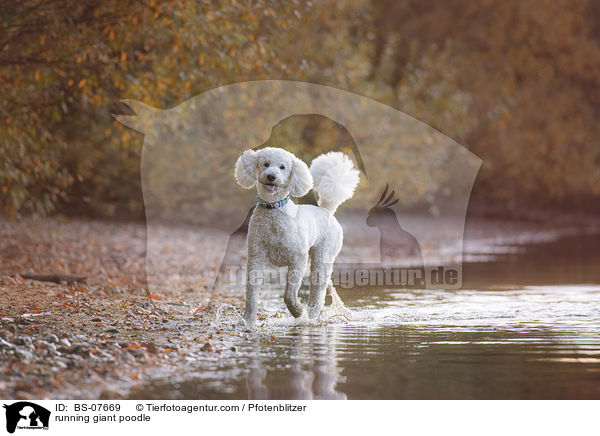running giant poodle / BS-07669