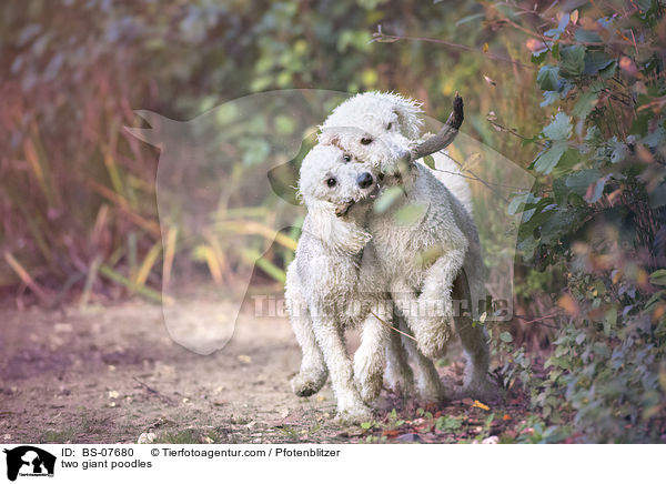 two giant poodles / BS-07680