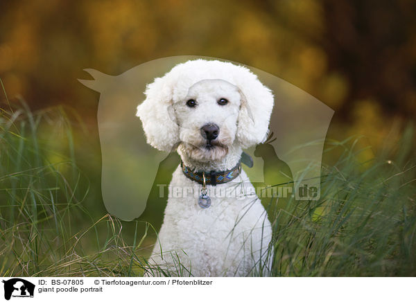 giant poodle portrait / BS-07805