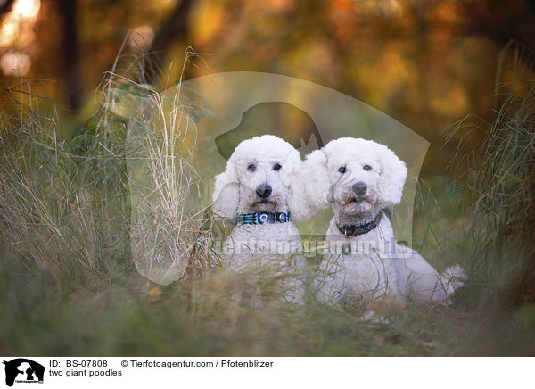 two giant poodles / BS-07808