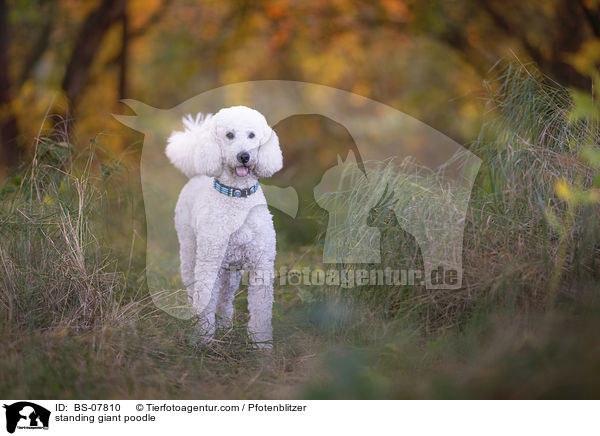 standing giant poodle / BS-07810