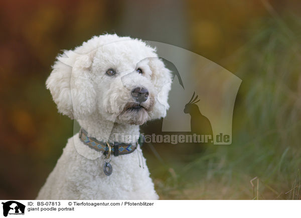 giant poodle portrait / BS-07813