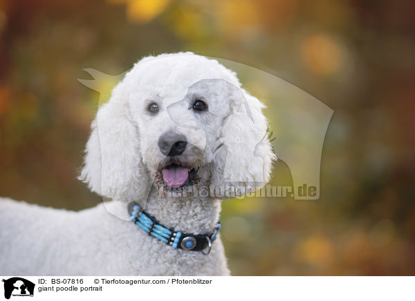 giant poodle portrait / BS-07816
