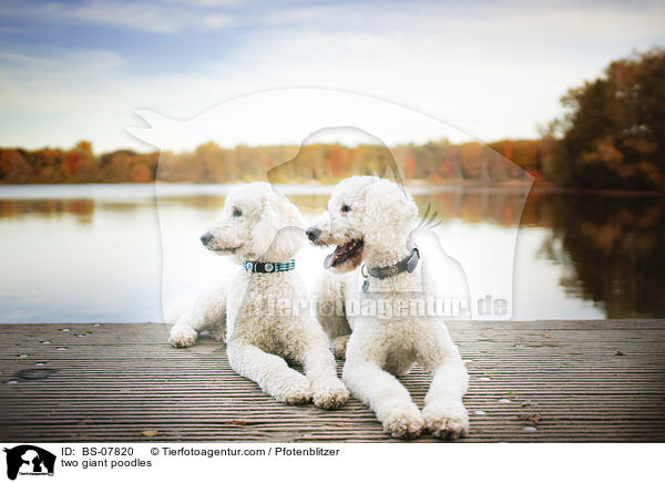 two giant poodles / BS-07820