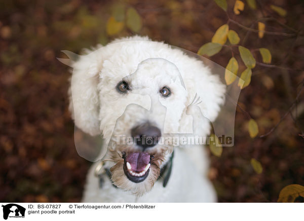 giant poodle portrait / BS-07827