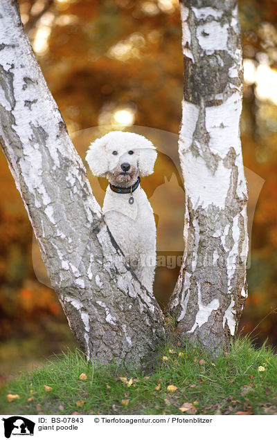 giant poodle / BS-07843