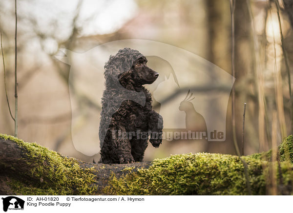 Knigspudel Welpe / King Poodle Puppy / AH-01820