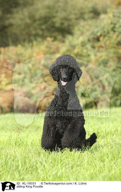 sitting King Poodle / KL-19331