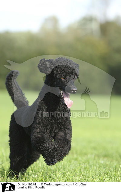 running King Poodle / KL-19344