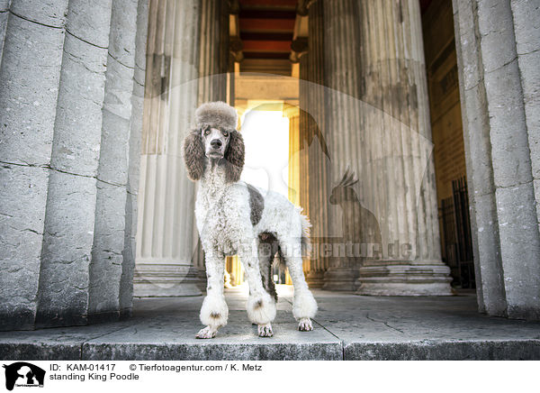 standing King Poodle / KAM-01417