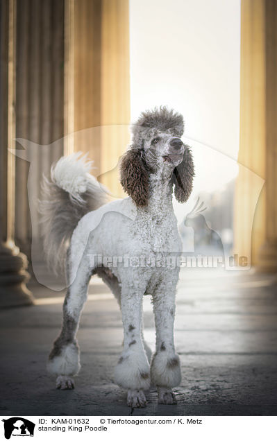 standing King Poodle / KAM-01632