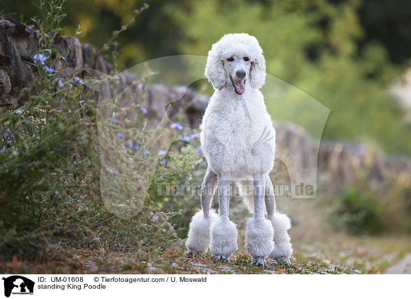 stehender Knigspudel / standing King Poodle / UM-01608
