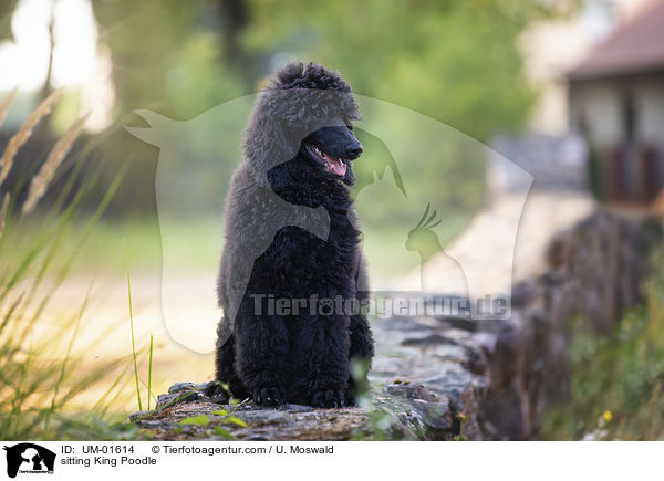 sitzender Knigspudel / sitting King Poodle / UM-01614