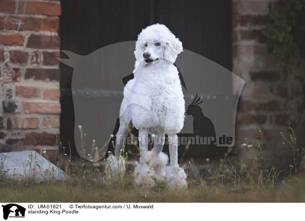 standing King Poodle / UM-01621