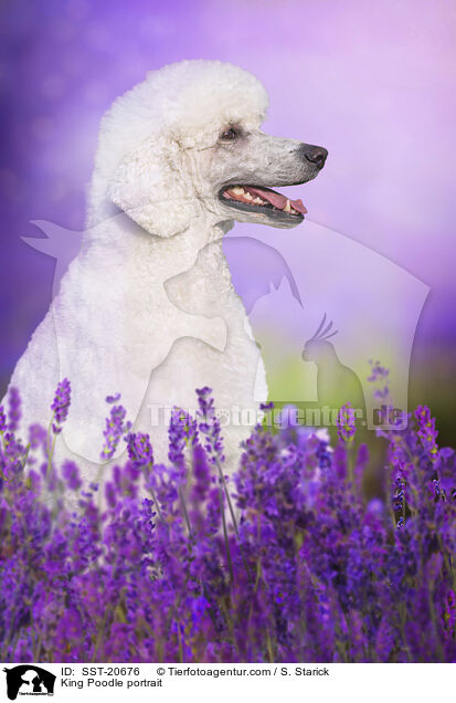 Knigspudel Portrait / King Poodle portrait / SST-20676