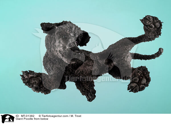 Giant Poodle from below / MT-01382
