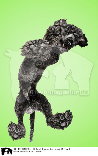 Giant Poodle from below / MT-01383