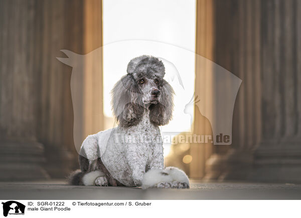Knigspudel Rde / male Giant Poodle / SGR-01222
