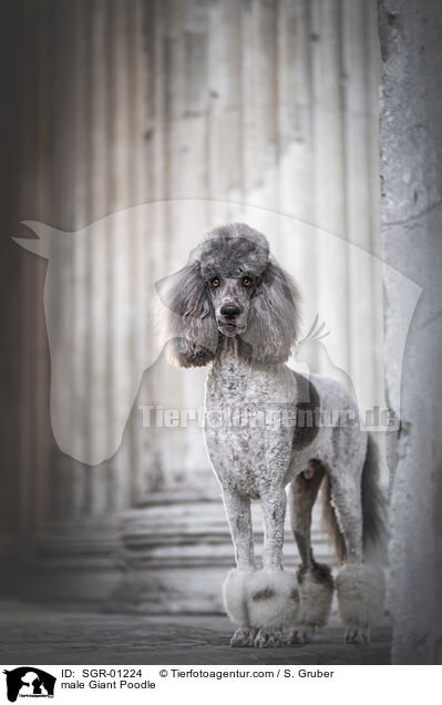 Knigspudel Rde / male Giant Poodle / SGR-01224
