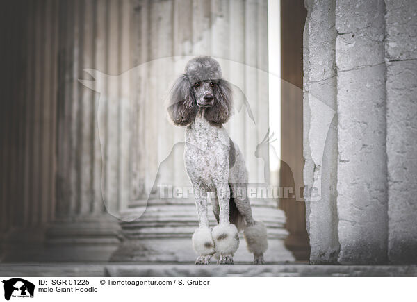 male Giant Poodle / SGR-01225