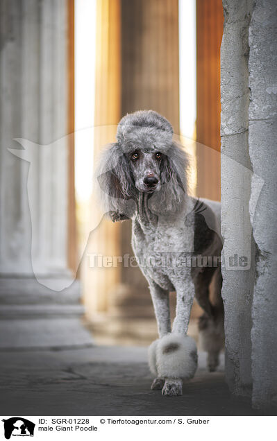 Knigspudel Rde / male Giant Poodle / SGR-01228
