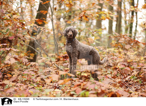 Knigspudel / Giant Poodle / KB-15996