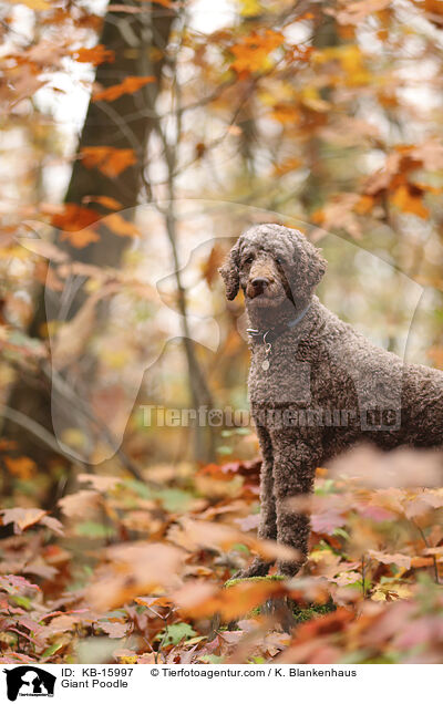 Giant Poodle / KB-15997