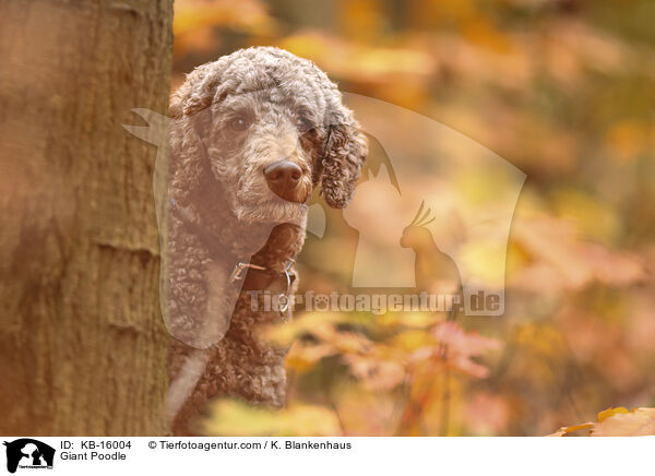 Giant Poodle / KB-16004