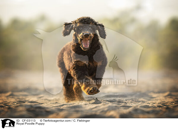 Knigspudel Welpe / Royal Poodle Puppy / CF-03113