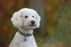 giant poodle portrait