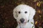 giant poodle portrait