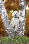 standing giant poodle