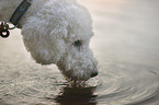 giant poodle portrait
