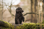 King Poodle Puppy