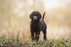 standing King Poodle Puppy